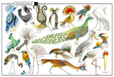 Wonders of Nature: Explorations in the World of Birds, Insects and Fish